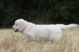 GOLDEN RETRIEVER 707